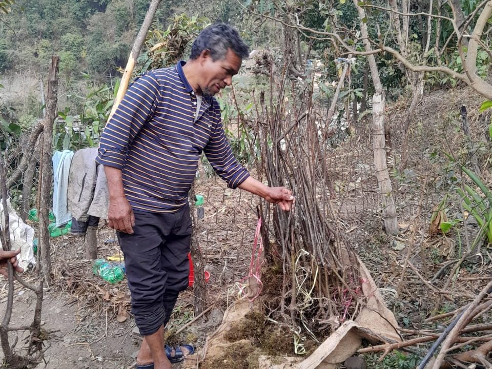 A man in a striped shirt and rolled-up pants stands outdoors on a hillside farm, examining a bundle of young tree saplings tied together, surrounded by natural vegetation and simple fencing.