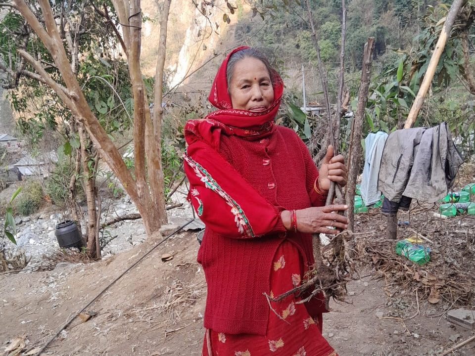 A woman wearing a red sweater and floral patterned red sari stands outdoors, holding a bundle of young tree saplings tied together, ready for planting as part of a community reforestation effort.